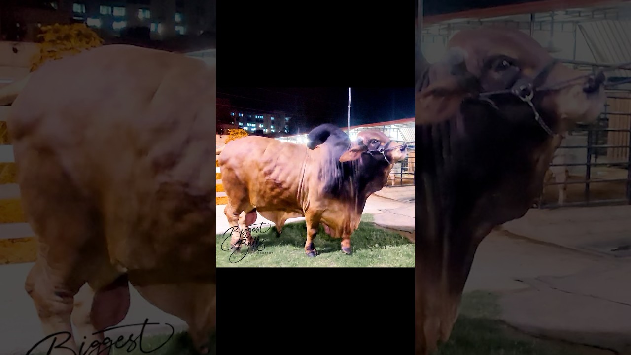 Finest quality bull of Sahiwal breed