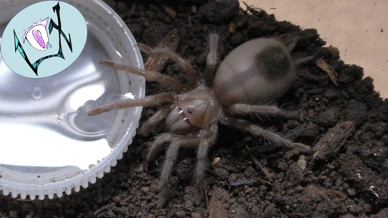 Desert Blond Tarantula Slings Rehoused | Aphonopelma chalcodes Rehousing