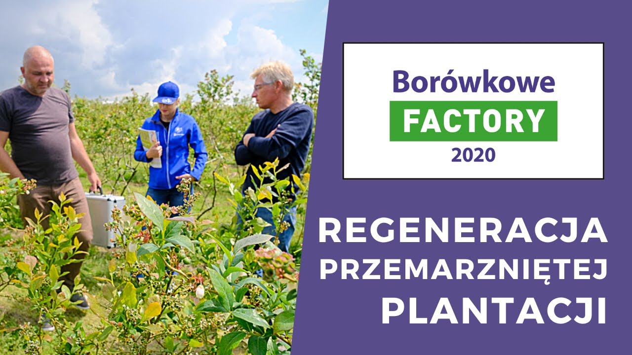 Borówkowe FACTORY - regeneracja przemarzniętej plantacji Blucropa