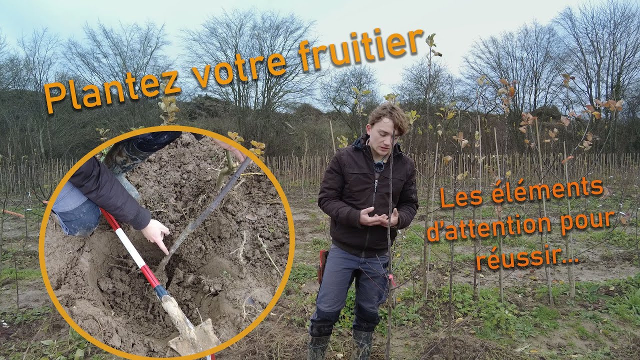 Comment planter un arbre fruitier au jardin ? Conseils de p&eacute;pini&eacute;riste.
