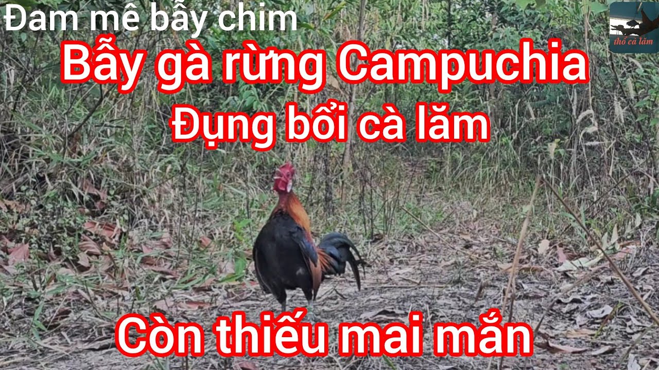 Bẫy gà rừng Campuchia 2026- mồi tơ siêu mini đụng bổi cà lăm còn thiếu mai mắn 