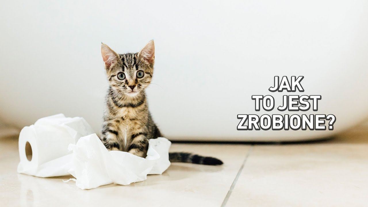 Jak to jest zrobione? | Papier toaletowy | Discovery Channel
