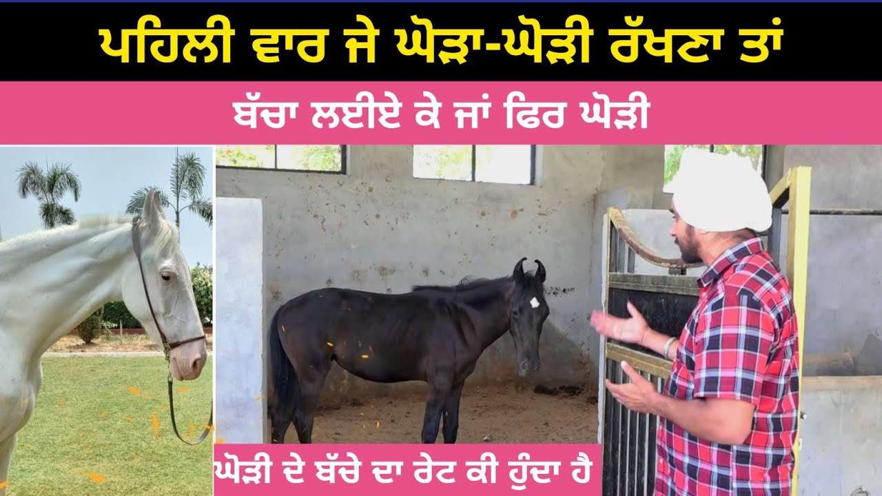 ਪਹਿਲੀ ਵਾਰ ਜੇ ਘੋੜਾ-ਘੋੜੀ ਰੱਖਣਾ ਤਾਂ ਬੱਚਾ ਲਈਏ ਕੇ ਜਾਂ ਫਿਰ ਘੋੜੀ || ਘੋੜੇ ਦੇ ਬੱਚੇ ਦਾ ਰੇਟ ਕੀ ਹੁੰਦਾ ਹੈ ||