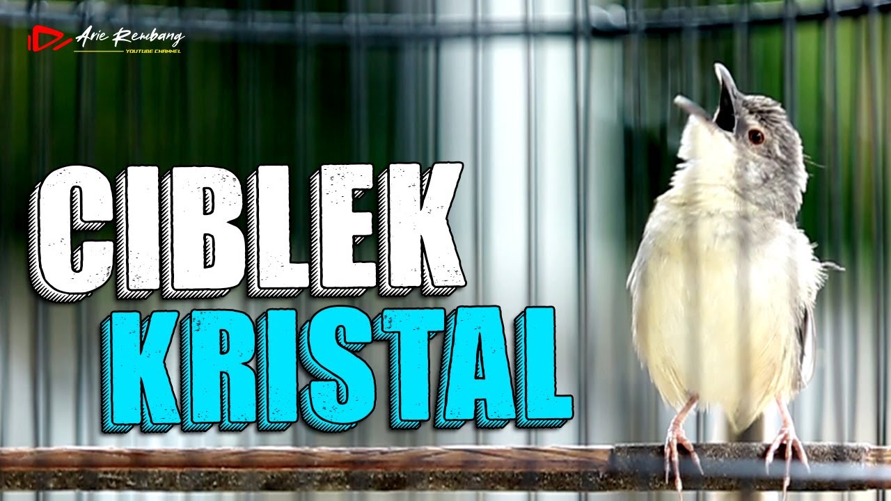 MASTERAN CIBLEK KRISTAL NGEBREN SUPER JERNIH