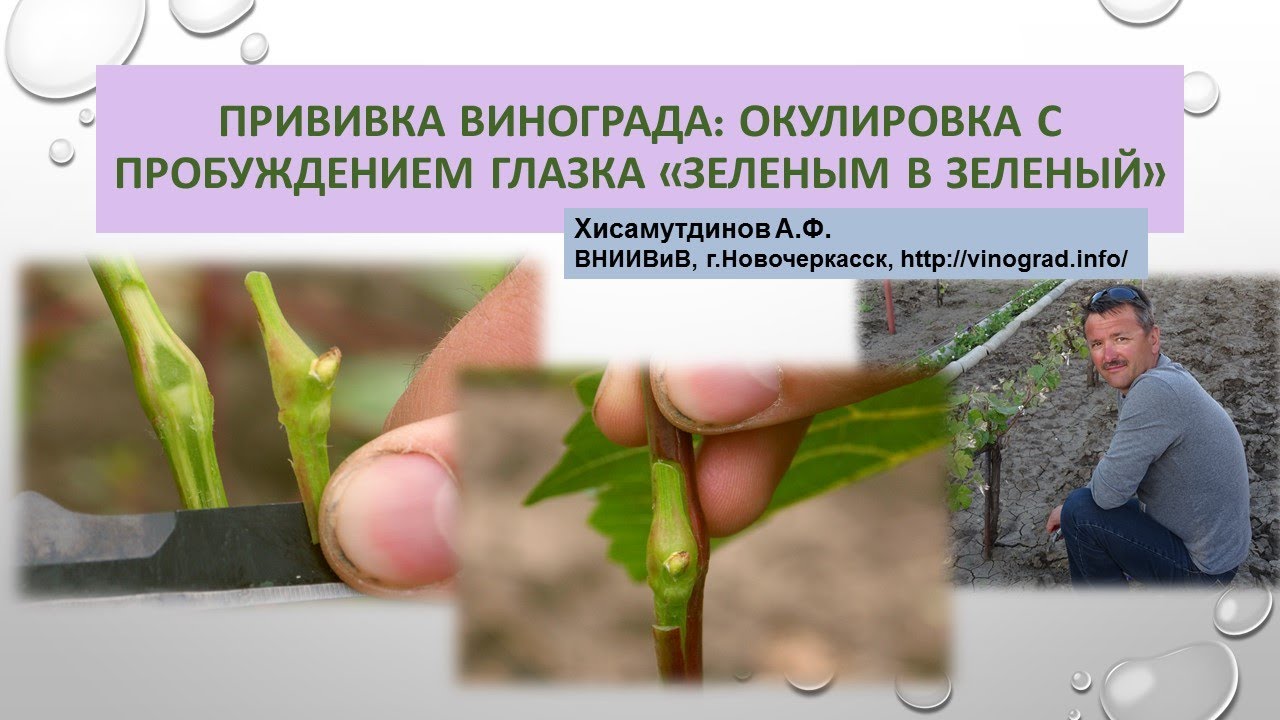 Прививка винограда - окулировка с пробуждением глазка 