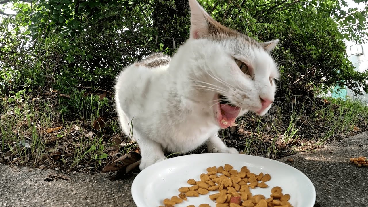 梅雨時とは思えない暑さのためあまり動き回らなくなりましたが、猫ちゃん達は食欲もあり元気にしてます