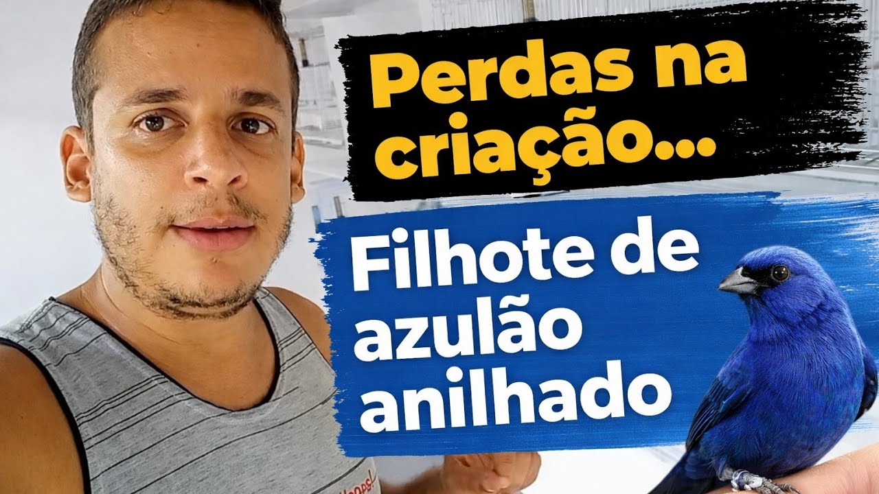 Infelizmente temos percas na criação. Já anilhei o filhote de azulão 