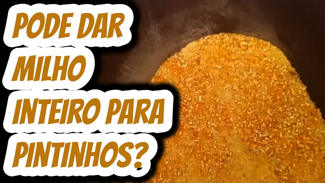 Pode dar milho inteiro para pintinho comer? Consegue se alimentar de milho? #criacaodegalinhas