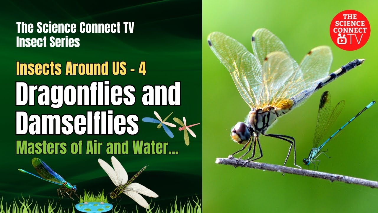 Dragonflies and Damselflies – Masters of Air and Water #insects #dragonfly #damselfly