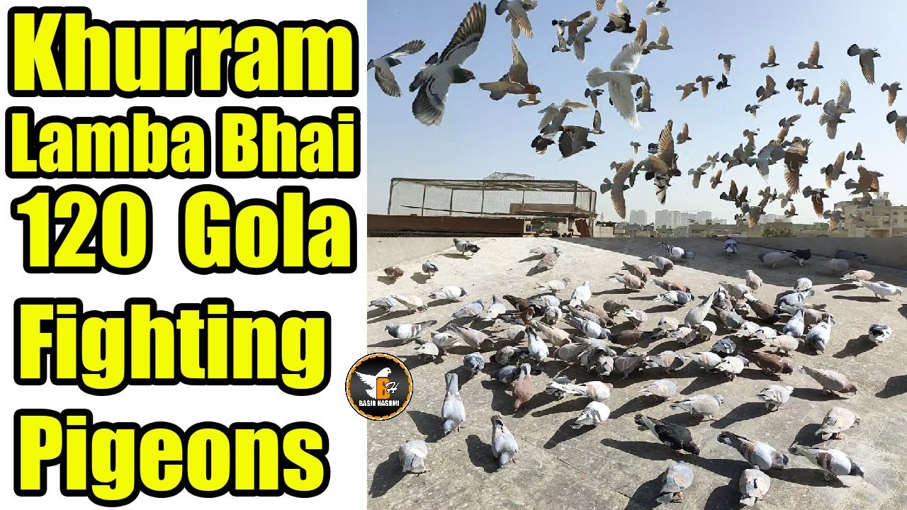 Khurram Bhai Urf Lamba V/S Yaseen Bhai K 120 Gola Pigeons Fighting | Kabooteron Ki Pallay Larrayya