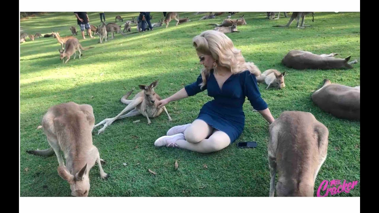 Miz Cracker's Normal Stuff in Drag E05 - Lone Pine Koala Sanctuary