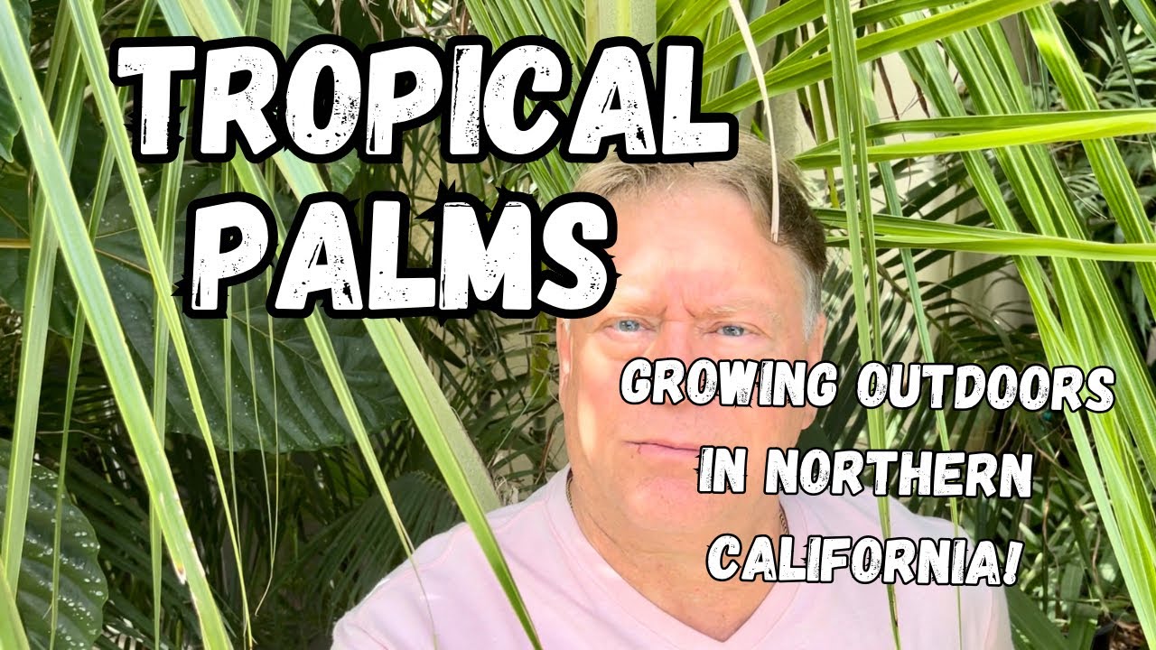 Growing the Highland Coconut and other Cold Hardy Tropical Palms in Marginal Climates