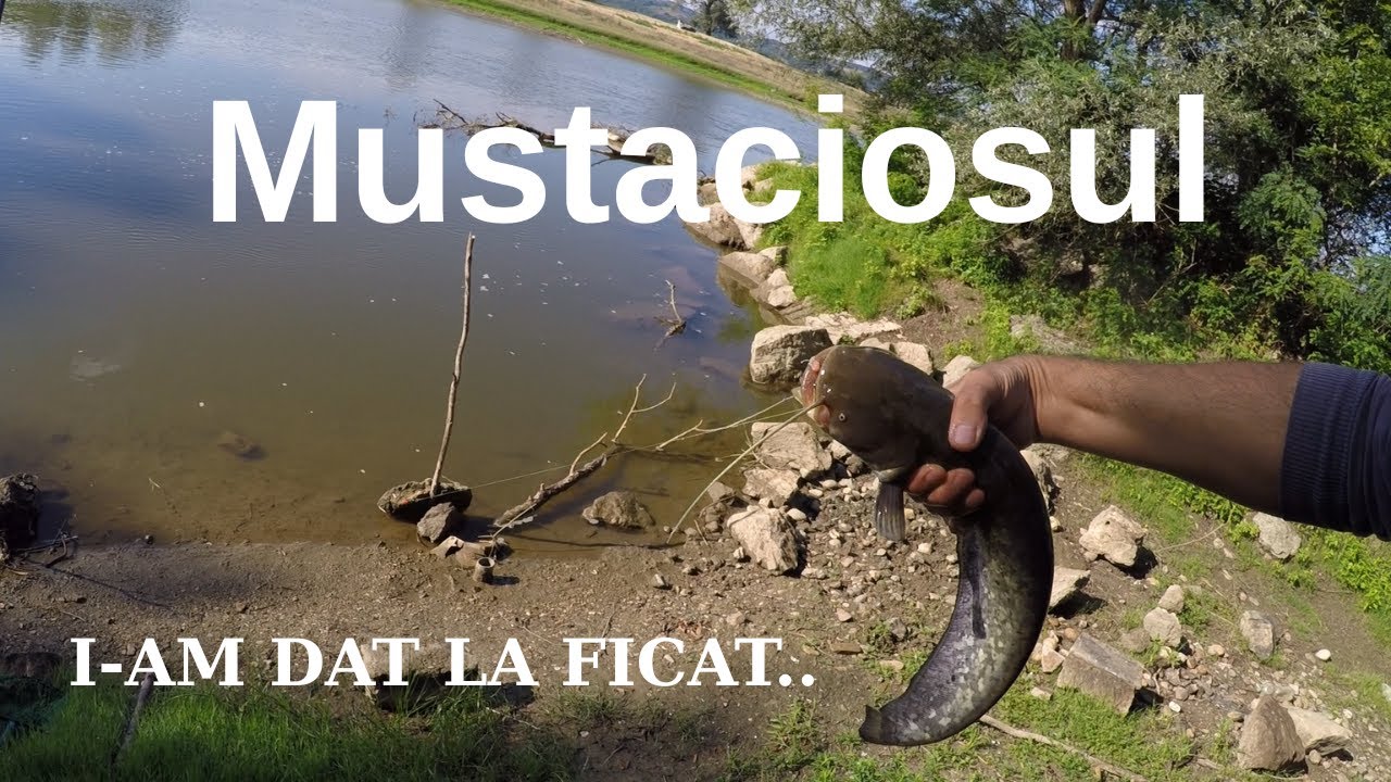 Mustaciosul