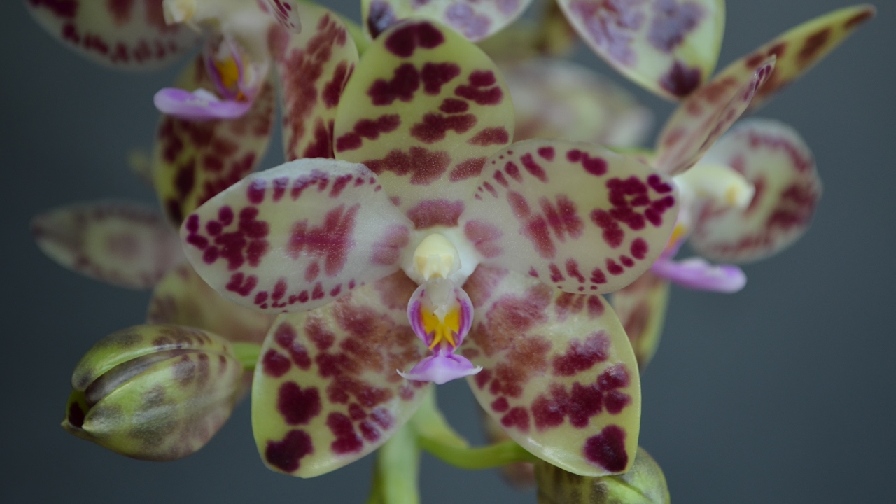 Phalaenopsis gigantea