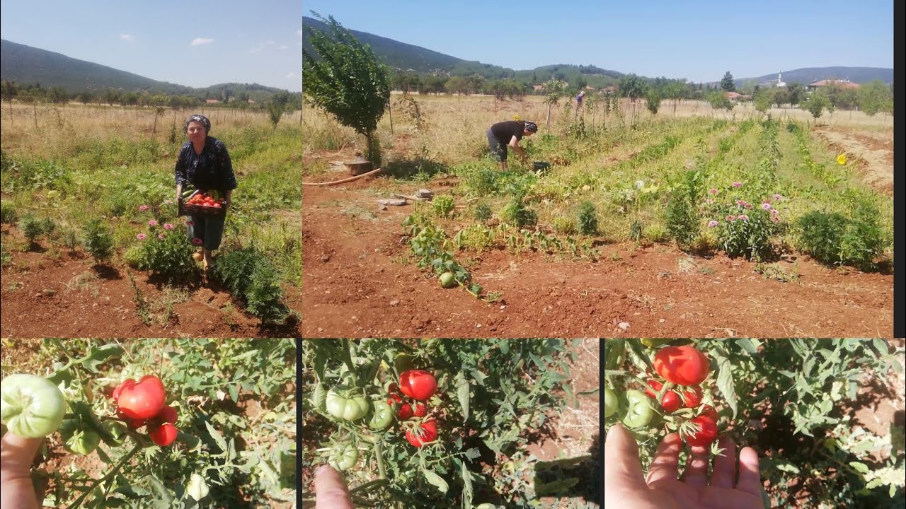Denizli tavas ulukent Köyü Bahçe günlükleri Garden Tour Domates hasatı 🌿🍅🌿🍅🌿🍅🌻🐝