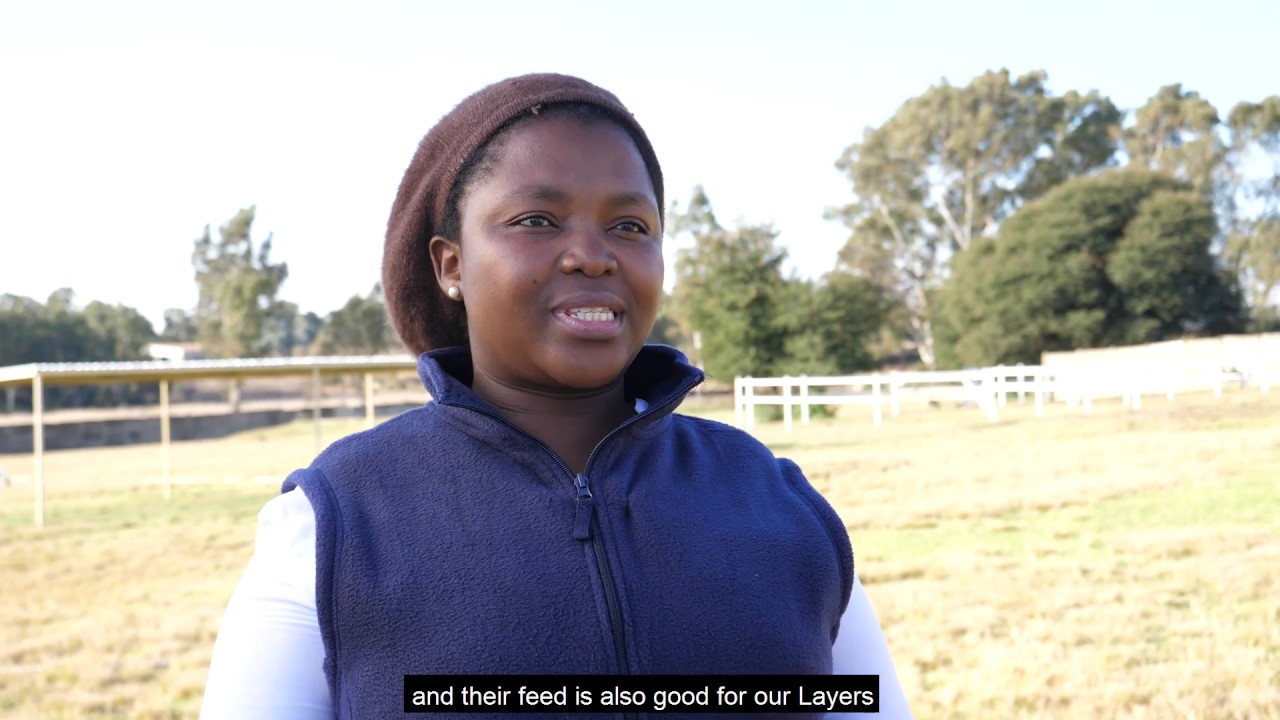 Epol: A Leader in the Poultry Industry