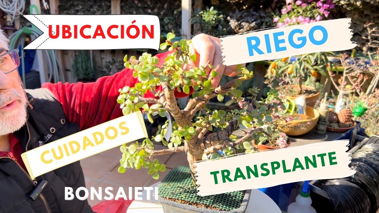 💰 Lo que te interesa saber sobre el Árbol de la MONEDITA