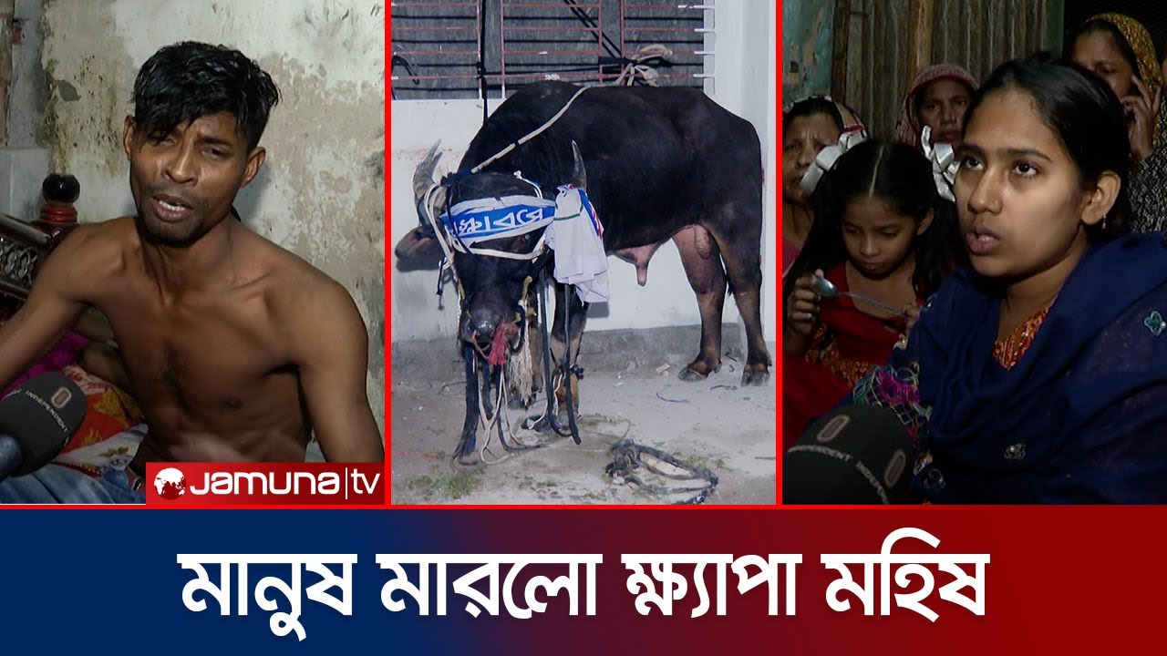 ক্ষ্যাপাটে মহিষের আক্রমণে কী ঘটেছিল রাজধানীর মগবাজারে? | Moghbazar | Jamuna TV
