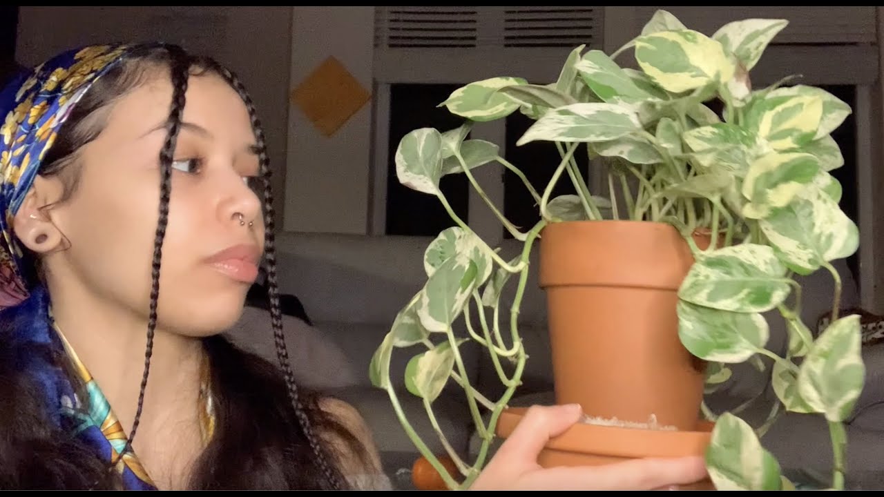 Meet my Plant Babies! (Houseplant Tour)