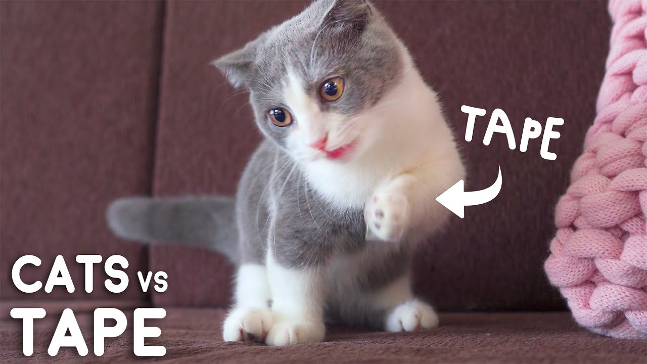 I Taped My Cats Paw Challenge!