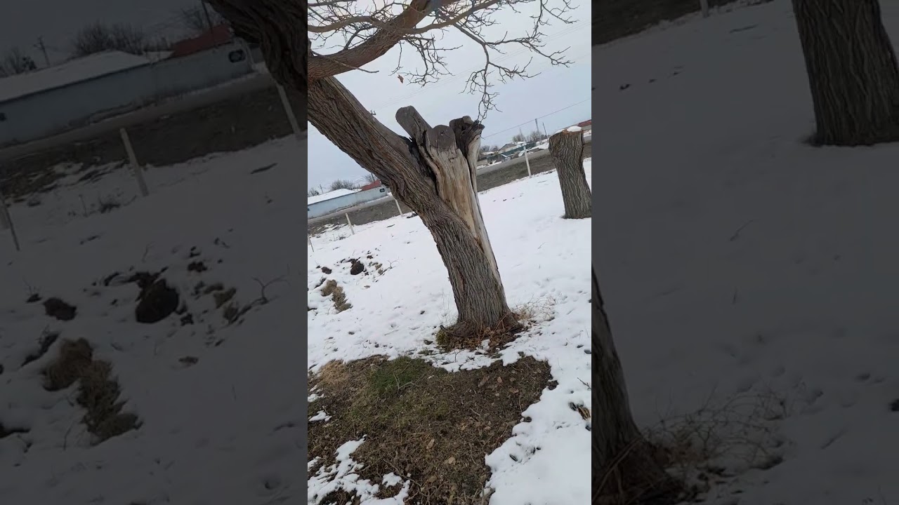 Bahçemiz beyaza büründü bereket düştü 