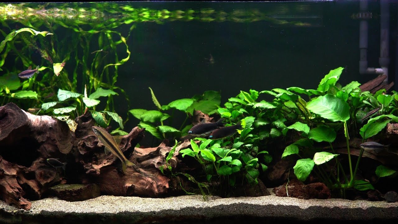 NEW Batch of Leaves on the Anubias Aquarium!!!