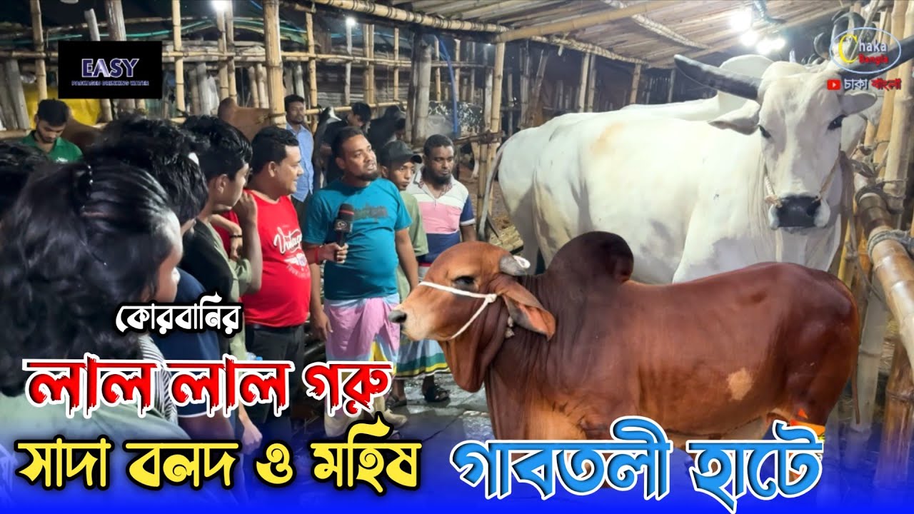 ২০২৫ কোরবানির লাল গরু ও বলদ গরু নিয়ে এসেছে অপু ব্যাপারী! qurbani cow price 2025