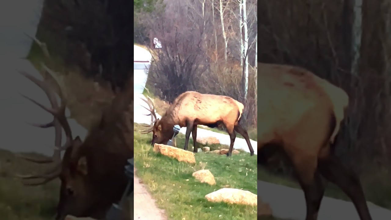 Bull Elk Grazing Beside the Road in Estes Park | Colorado Wildlife 🏔️