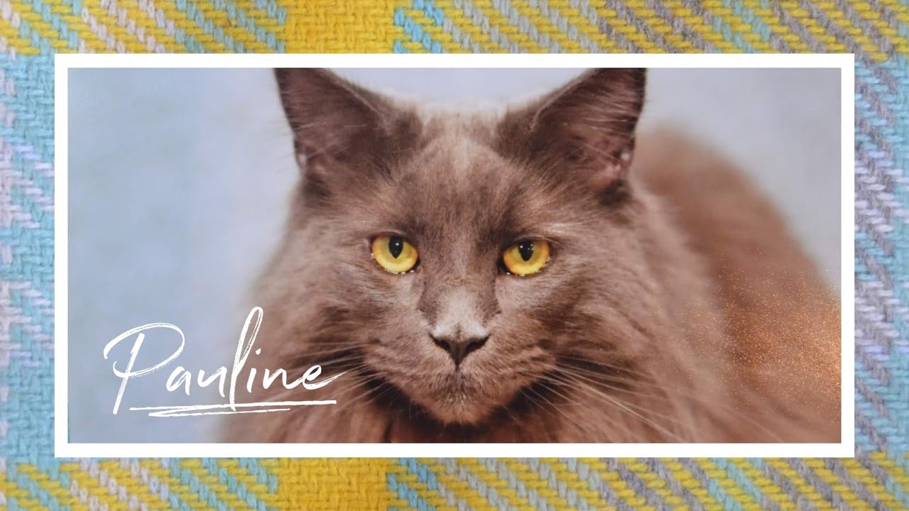 Maison De Moggy - Pauline