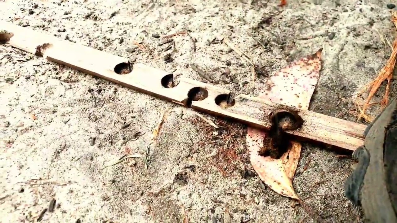 Using Lantana for friction fire