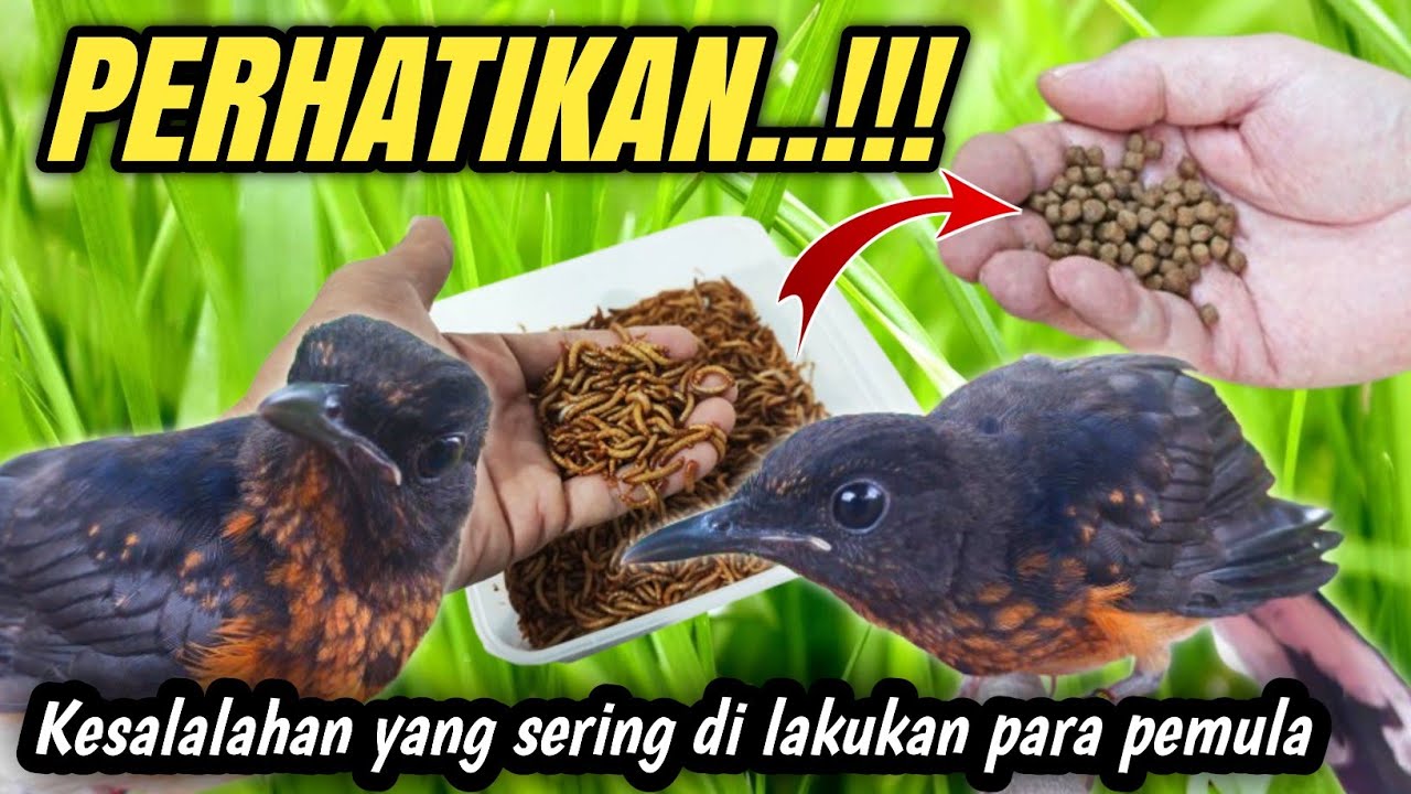 FATAL‼️8 Kesalahan rawatan MURAI BATU TROTOL❓