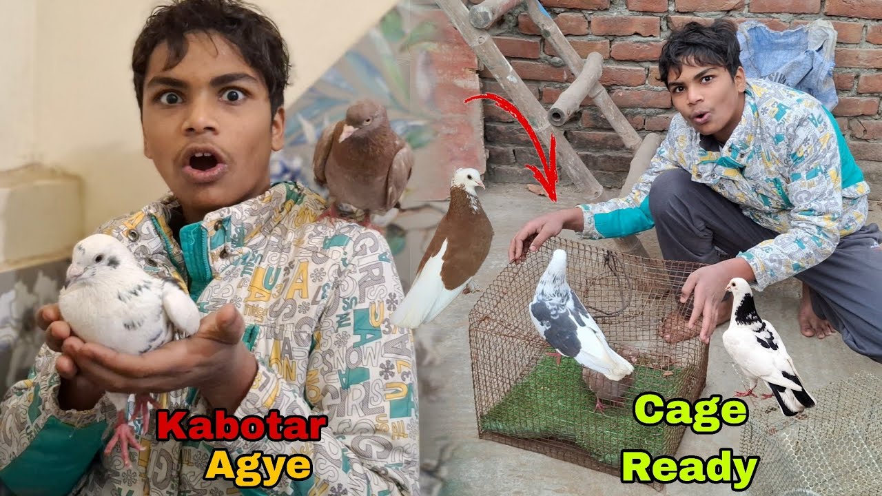 Naye kabootar leaye or Cage me band krdiya