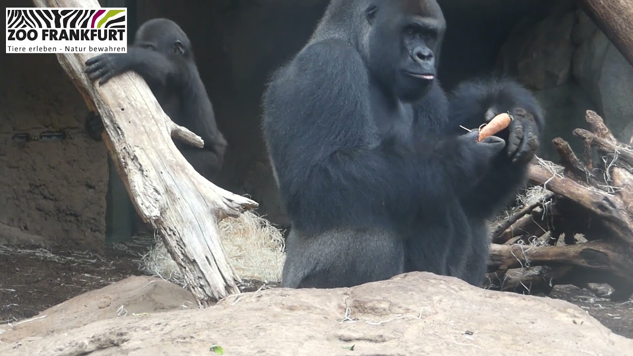 Flachlandgorilla Jungtier ARCO mit Vater VIATU