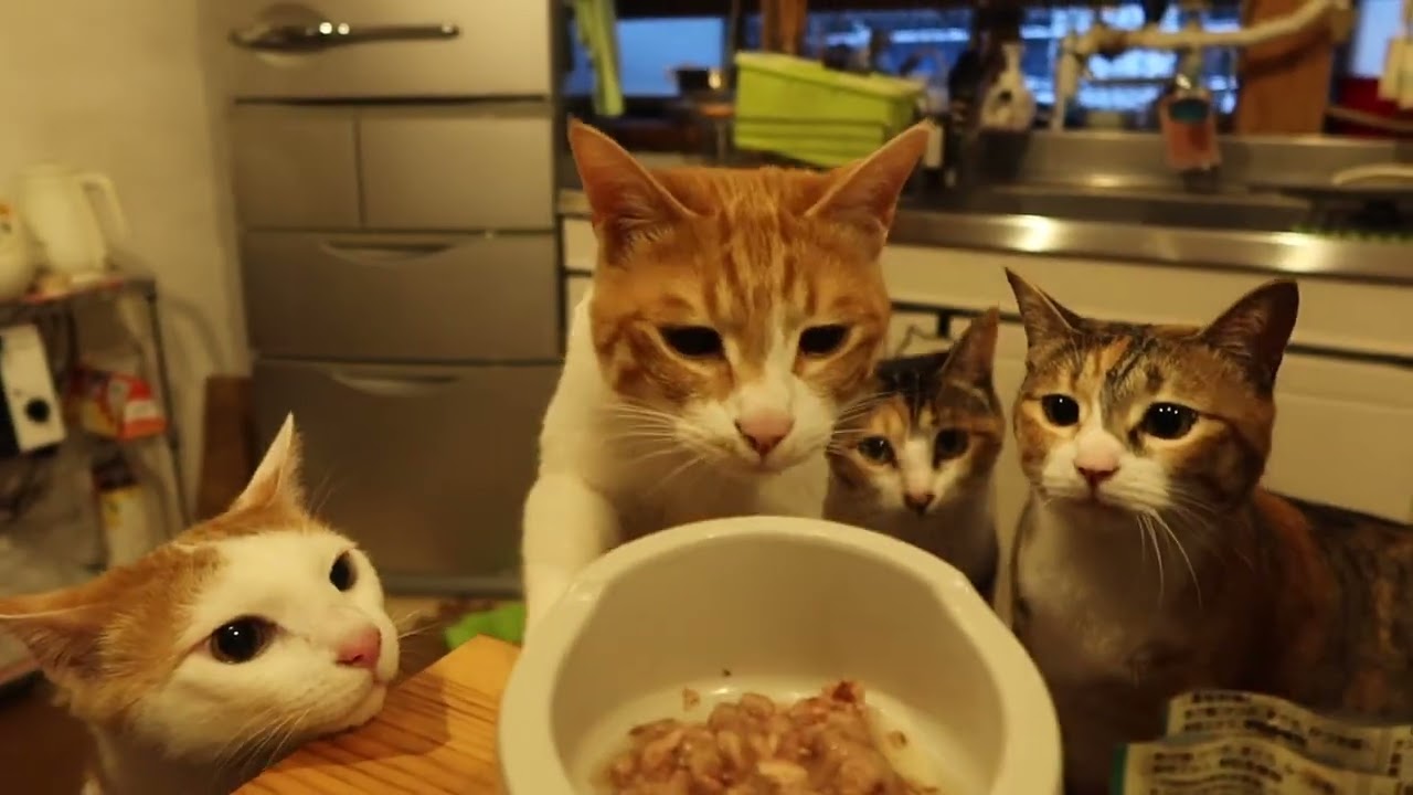 Super Ultimate Sweet & Cute Cats 2024.8