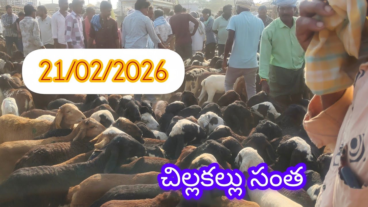 21/02/2026 చిల్లకల్లు సంతలో గొర్రె పొట్టేళ్ల ధరలు 