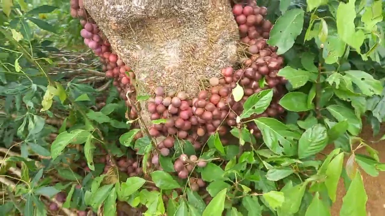 Phiêu Lưu Rừng Núi P23