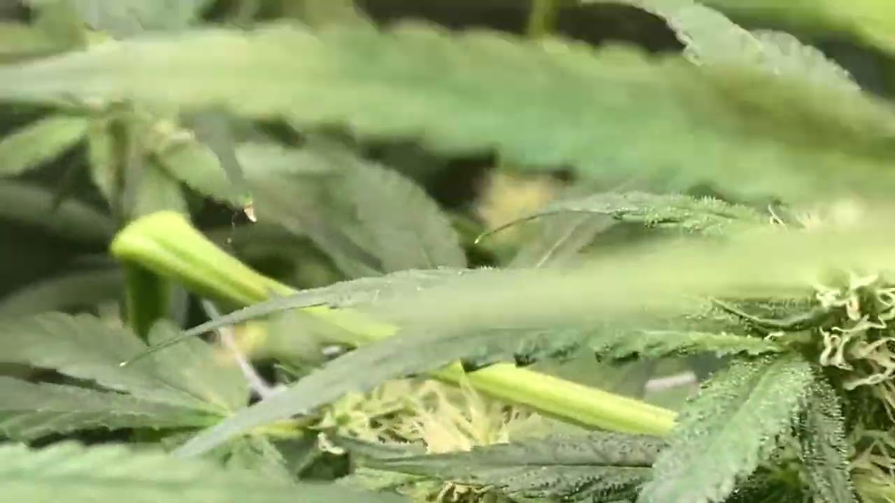 Panama etc - super cropping in flower
