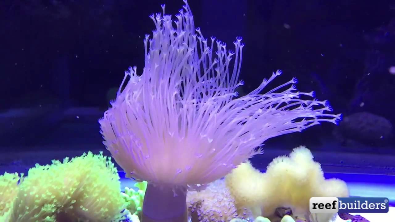 weeping willow leather coral