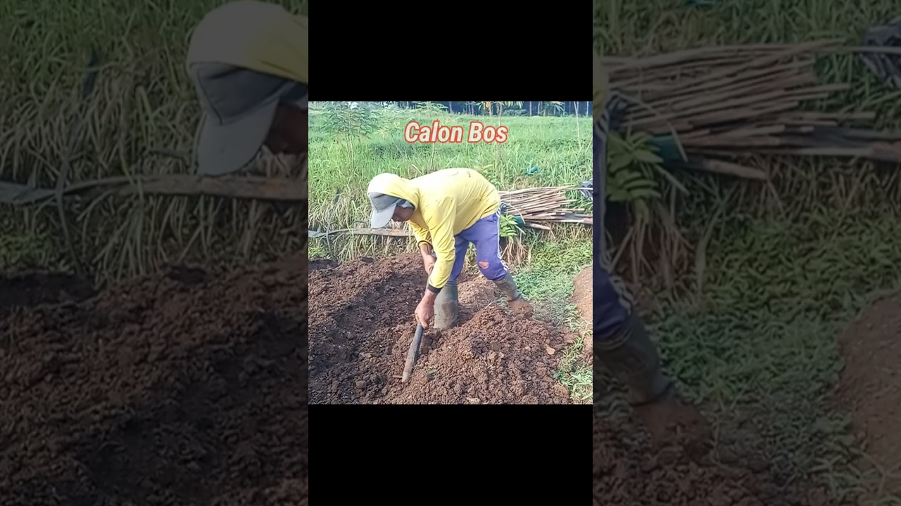 The process of making beds for planting chilies #agriculture
