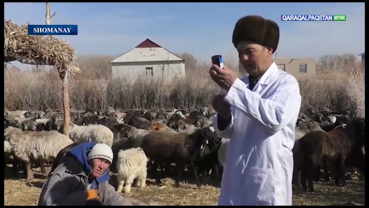Shomanay rayonı veterinariya hám sharwashılıqtı rawajlandırıw bólimi xızmetkerleri rayondaǵı