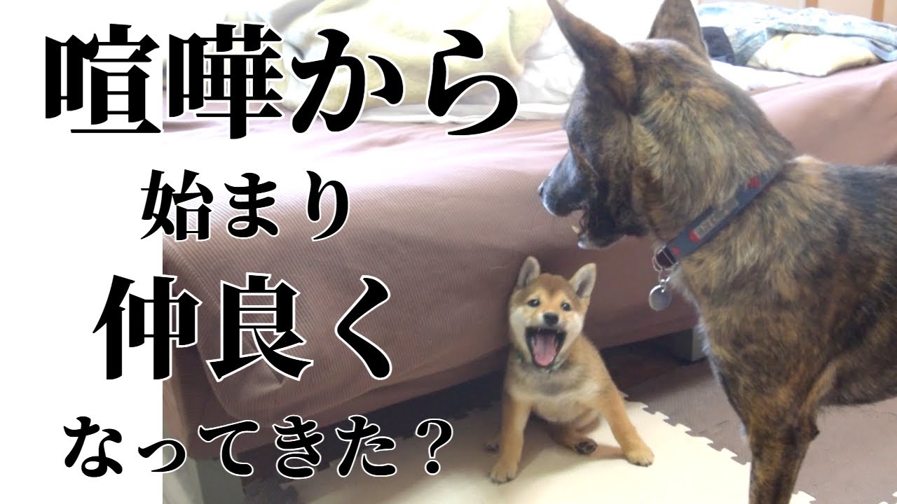 喧嘩から始まった二匹が徐々に仲良くなってきました！（過去動画）　#甲斐犬 #子犬
