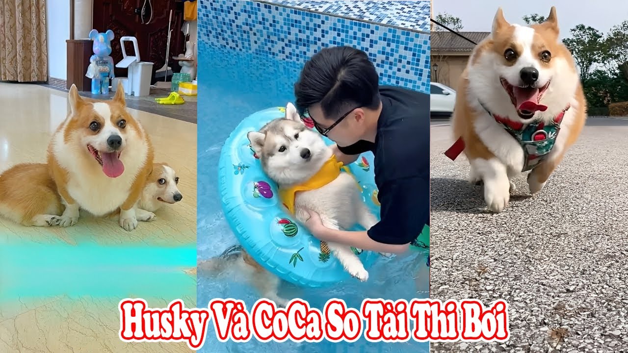 😄 Husky Và CoCa So Tài Thi Bơi 🐶🏊 #thúcưng #vậtnuôi #chómèohàihước #funny #meohera