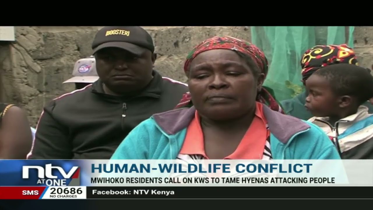 Hyena mauls man to death in Juja