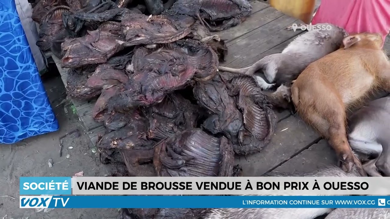 Viande de brousse vendue &agrave; bon prix &agrave; Ouesso