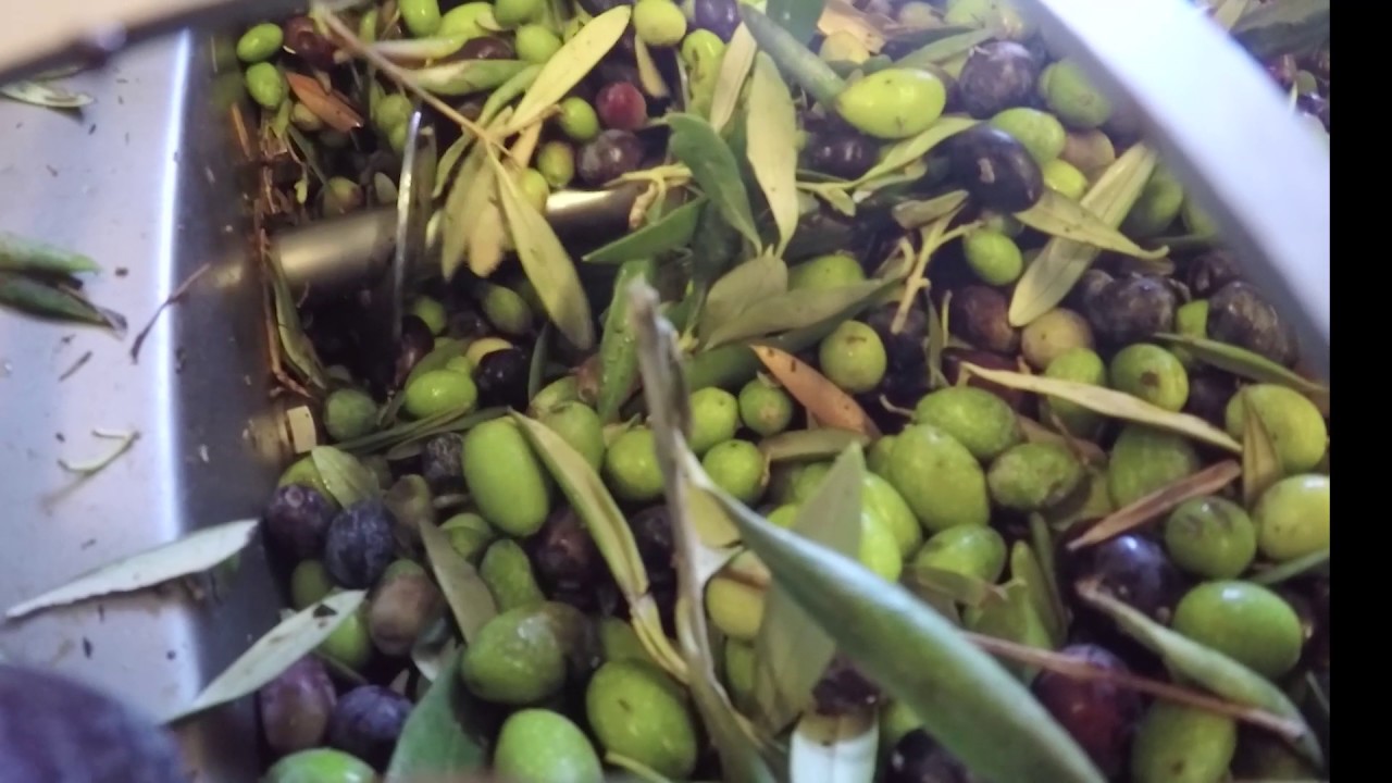 Harvesting at Queen Creek Olive Mill