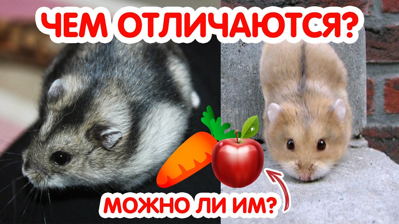 Как отличить джунгарского хомяка от кэмпбелла и гибрида. Сахарный диабет у хомяков
