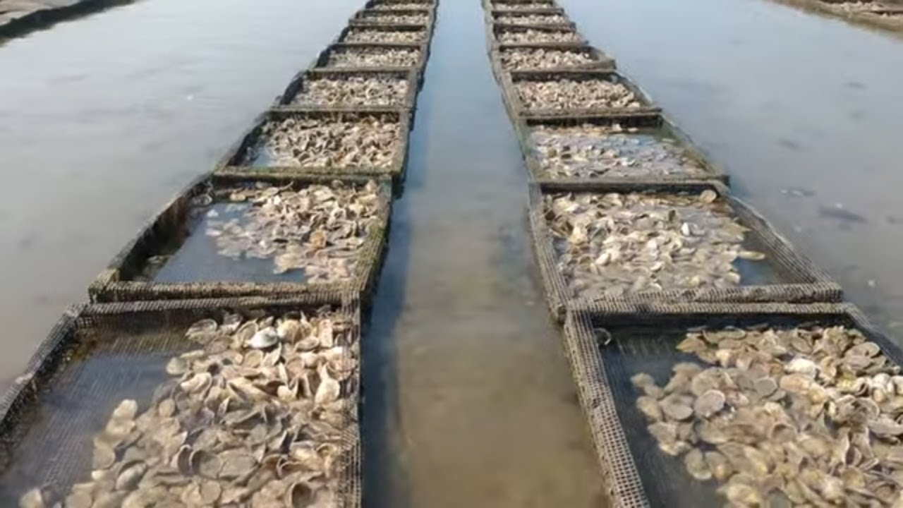 THE 4 LIFE CYCLES || OF AN OYSTER!!