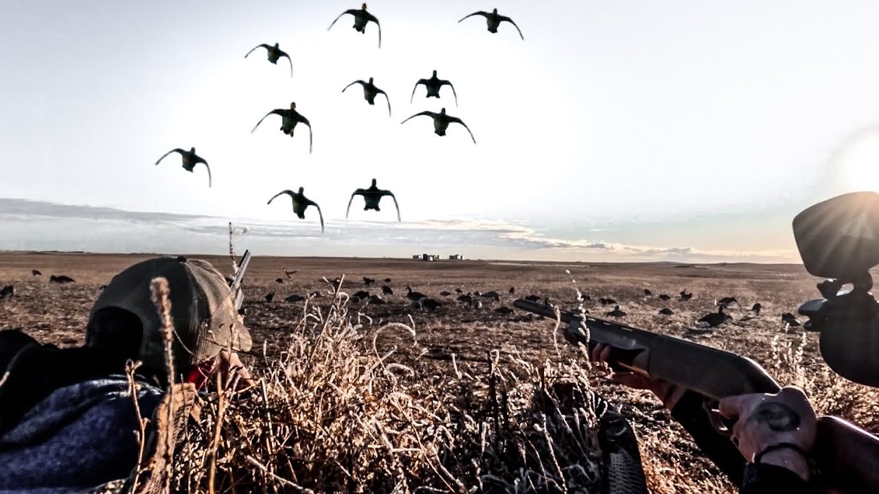 POV FIELD DUCK HUNT IN CANADA! 4 MAN LIMIT