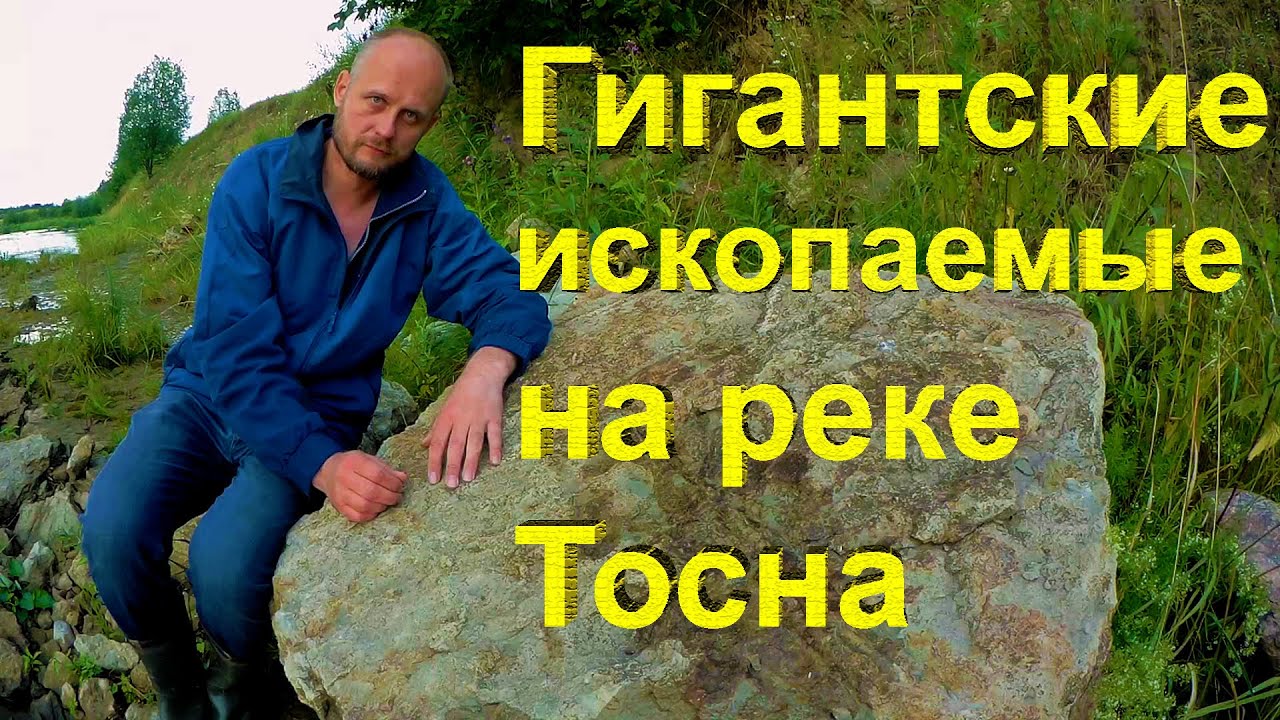 Окаменелости вымерших головоногих моллюсков на реке Тосна