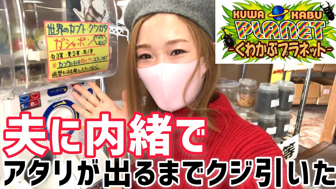 【くわかぶプラネット】夫に内緒で勝手に当たりが出るまで昆虫ガチャを回してみた結果...